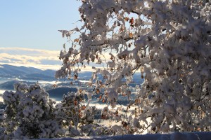 The Miner's Ditches are just below the pine tree on the right